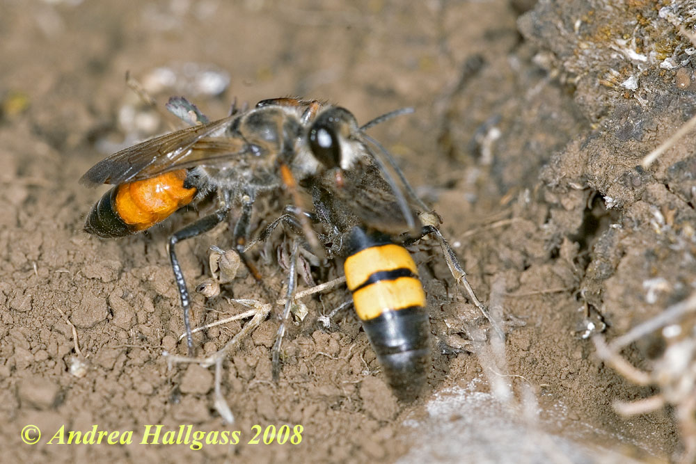 Lo Stizoides tridentatus  profitta degli Sphex funerarius